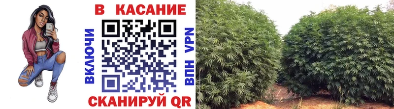 Гашиш Губкин